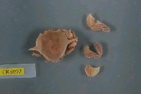 藏品(顆粒月神蟹)的圖片